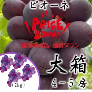 采井さんの低農薬･無化学肥料ぶどう。露地物ピオーネ　大箱(8/21～出荷開始)　送料込･代引不可