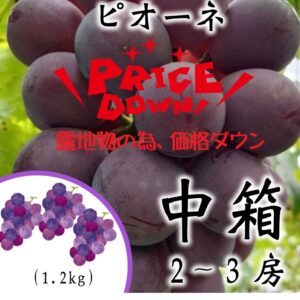 采井さんの低農薬･無化学肥料ぶどう。露地物ピオーネ　中箱（8/21～出荷開始）送料込･代引不可