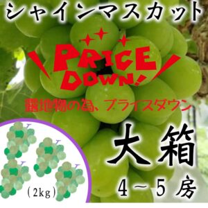 采井さんの低農薬･無化学肥料ぶどう。露地物シャインマスカット　大箱(9/3～出荷開始)　送料込･代引不可