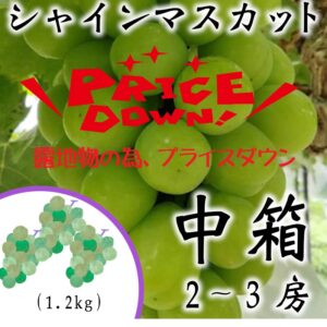 采井さんの低農薬･無化学肥料ぶどう。露地物シャインマスカット　中箱(9/3～出荷開始)　送料込･代引不可